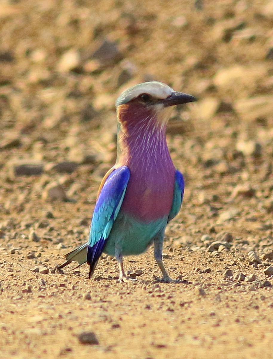 mandelík fialovoprsý (ssp. caudatus) - ML594160511