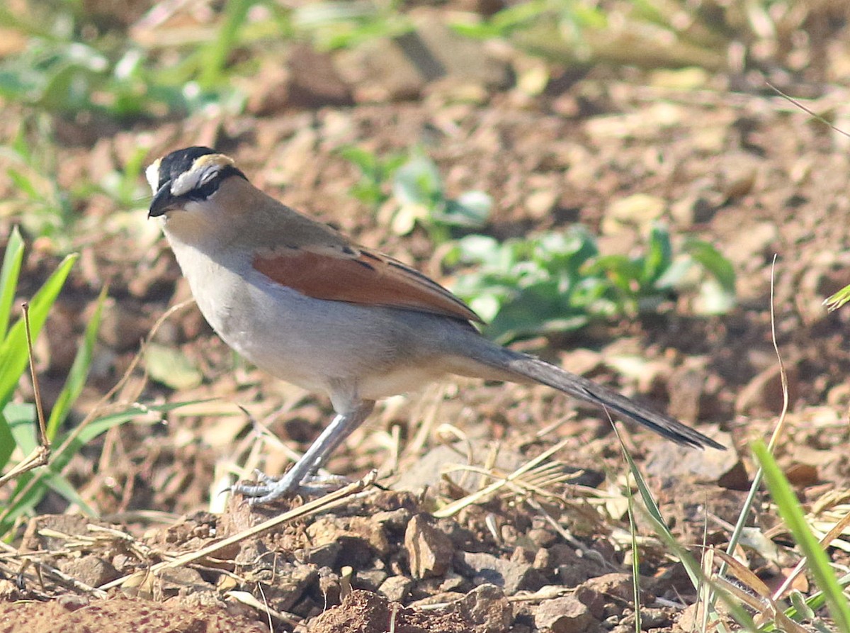 Black-crowned Tchagra (Black-crowned) - ML594160551