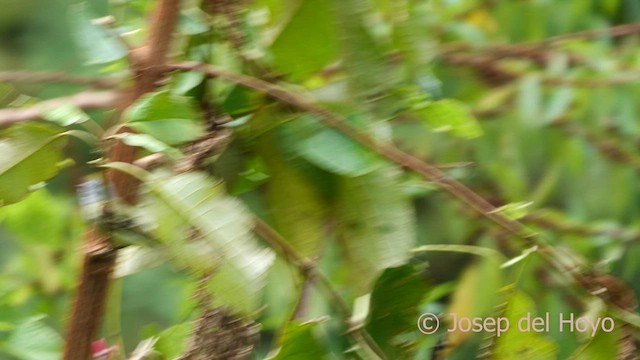 White-fronted Tyrannulet (Zeledon's) - ML594160721