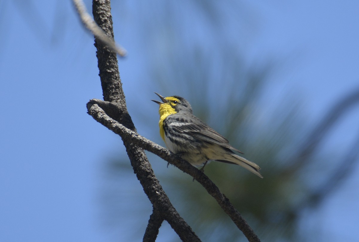 Grace's Warbler - ML594160771