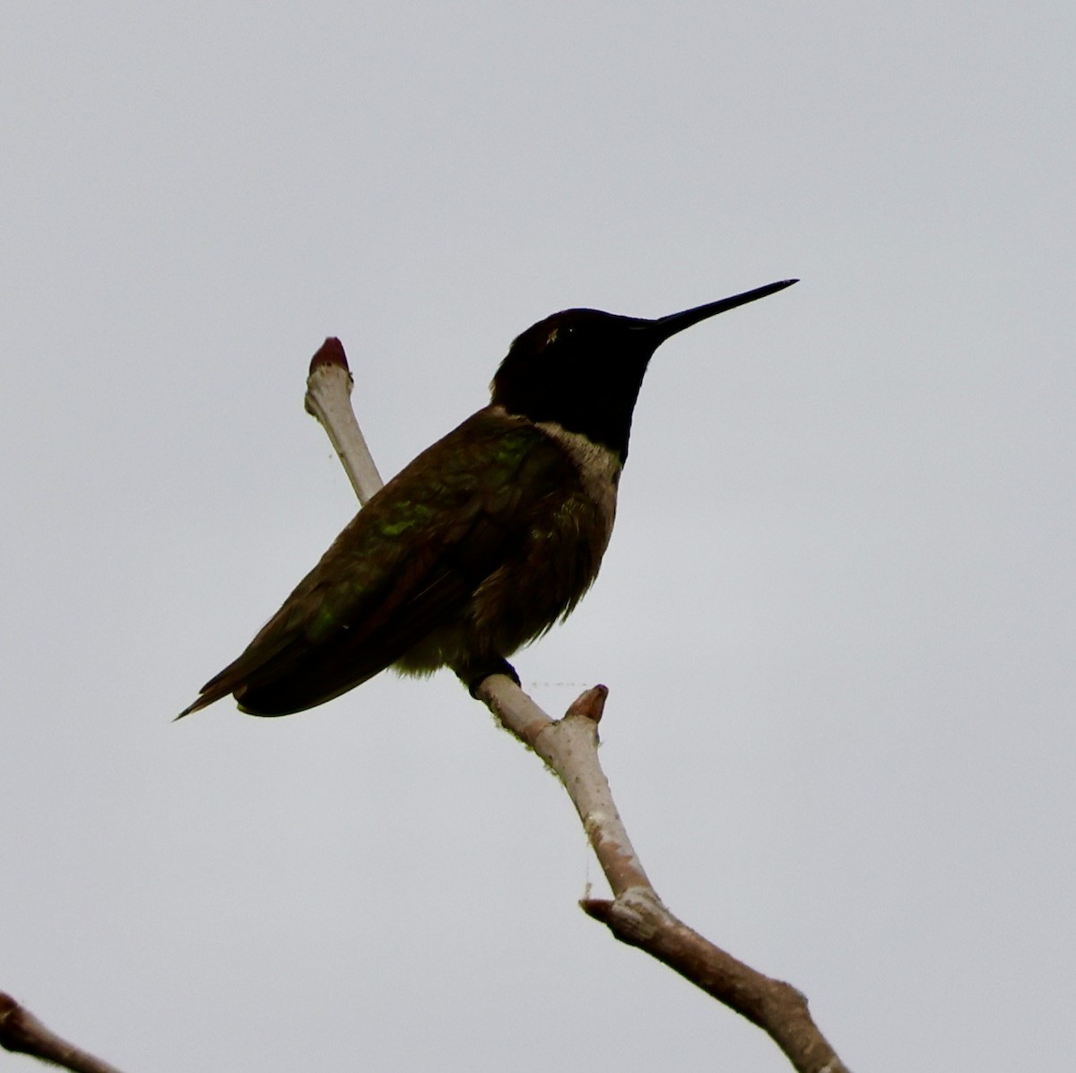 Black-chinned Hummingbird - ML594161311