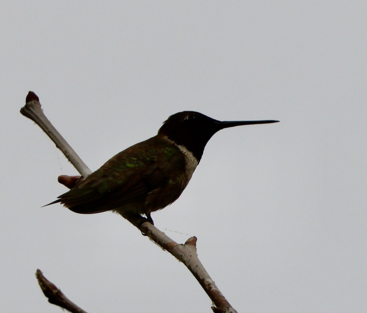 Black-chinned Hummingbird - ML594161321