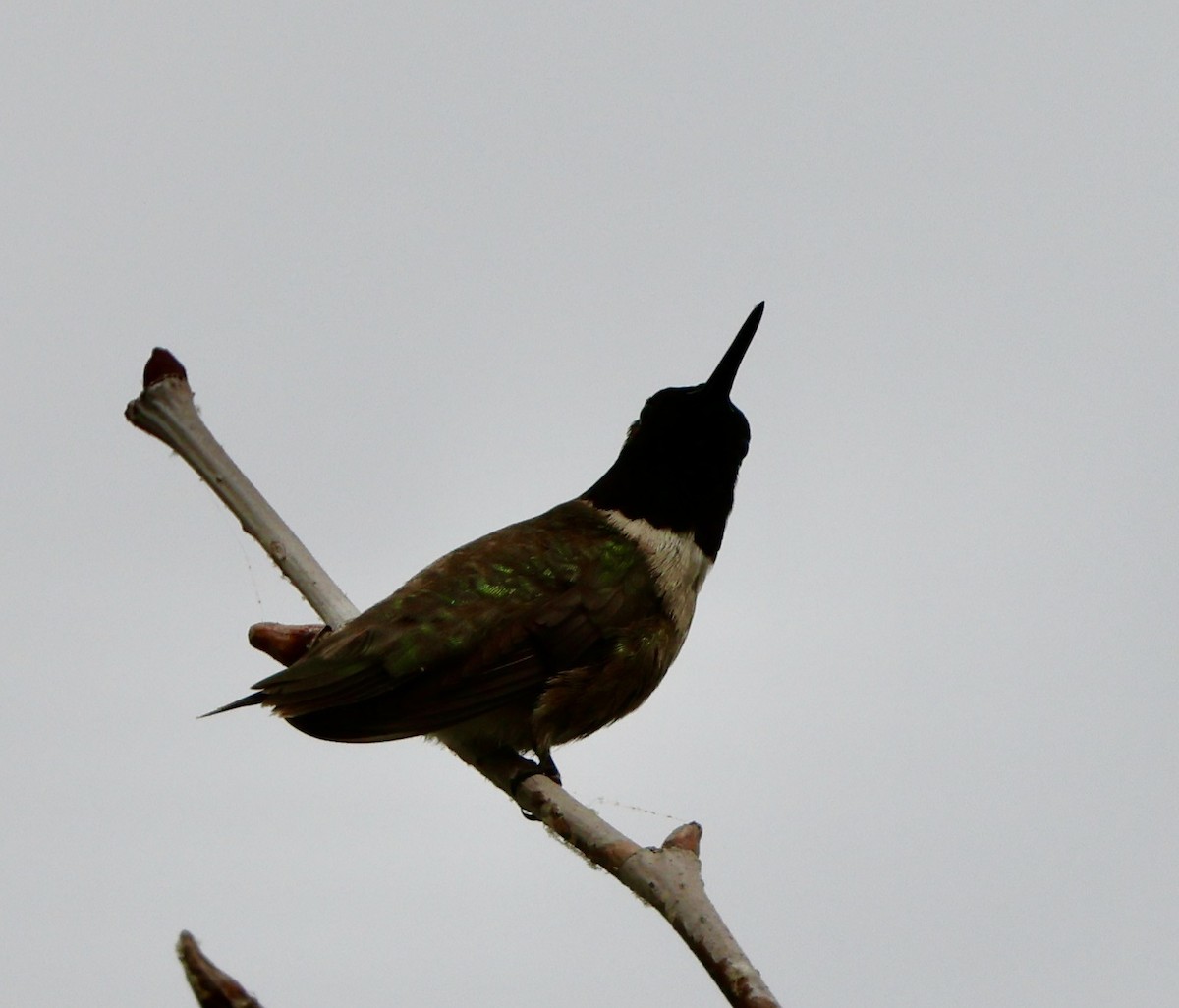 Black-chinned Hummingbird - ML594161331