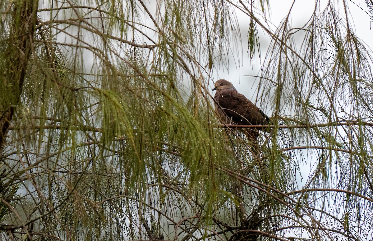 Barred Cuckoo-Dove - ML594161761