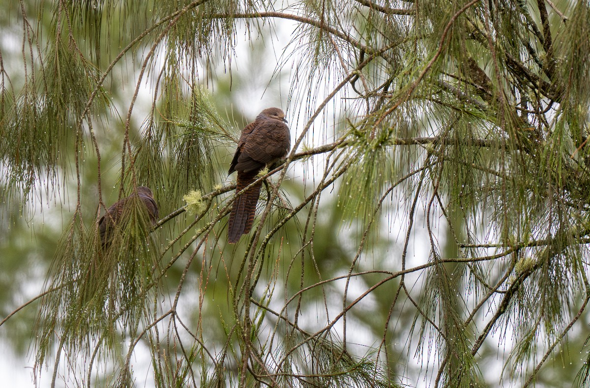 Barred Cuckoo-Dove - ML594161771