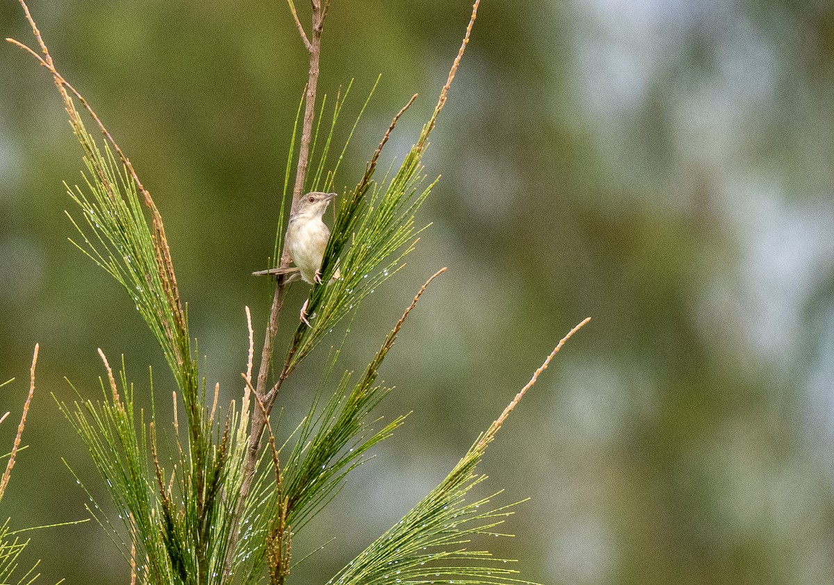 Brown Prinia - ML594161821