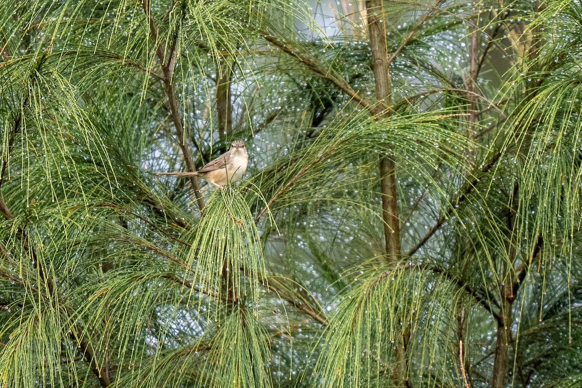 Brown Prinia - ML594161851