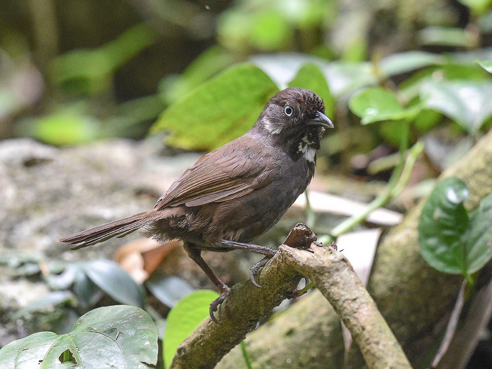 Nonggang Babbler - ML594162821