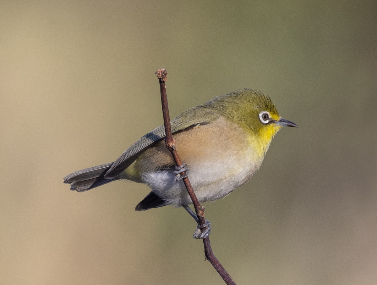 Orange River White-eye - Marie Lister