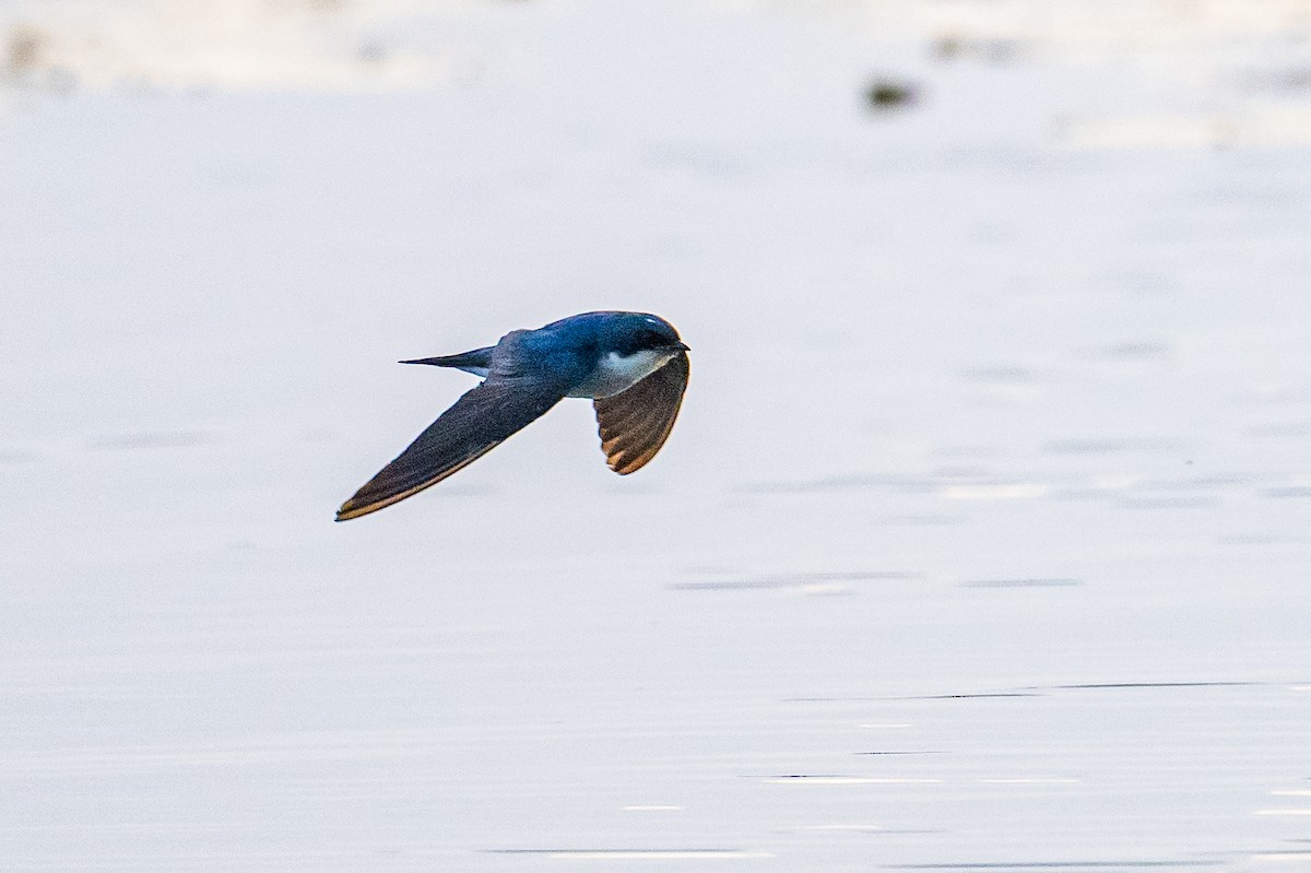 Golondrina Bicolor - ML594162941