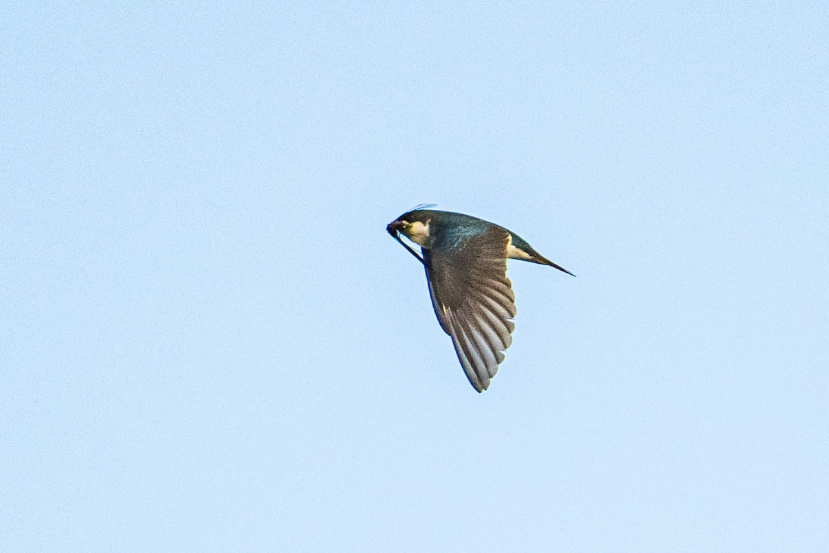 Golondrina Bicolor - ML594162951