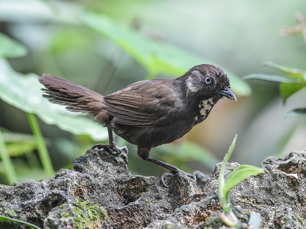 Nonggang Babbler - Xueping & Stephan Popp