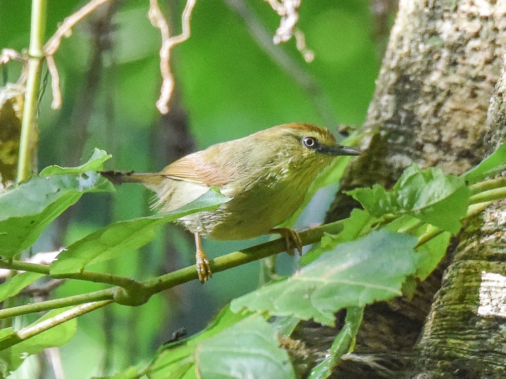 Pin-striped Tit-Babbler - ML594163201