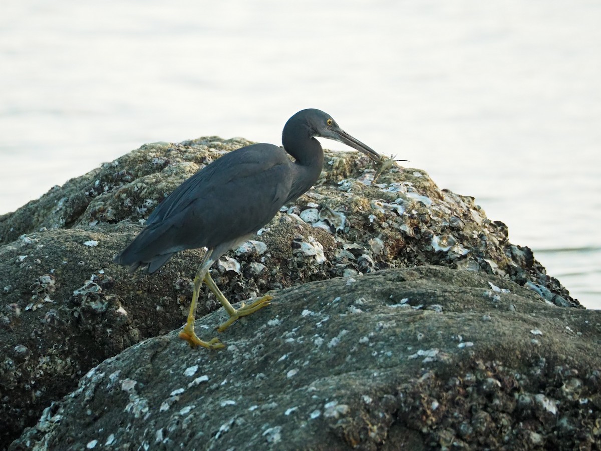 Pacific Reef-Heron - ML594163431