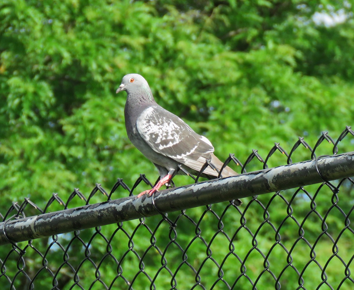 Rock Pigeon (Feral Pigeon) - ML594163701