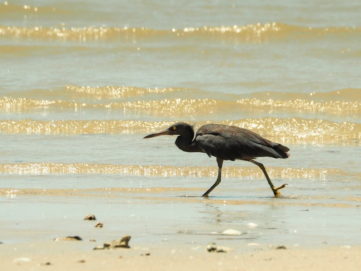 Pacific Reef-Heron - ML594163771