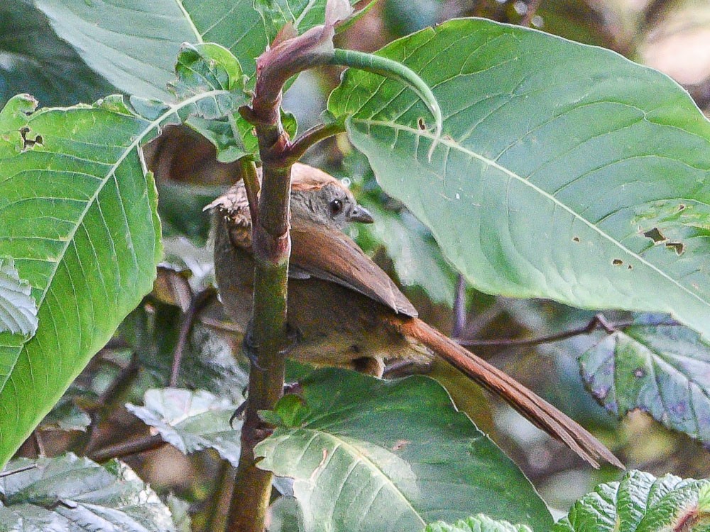 Rufous-tailed Babbler - ML594163801