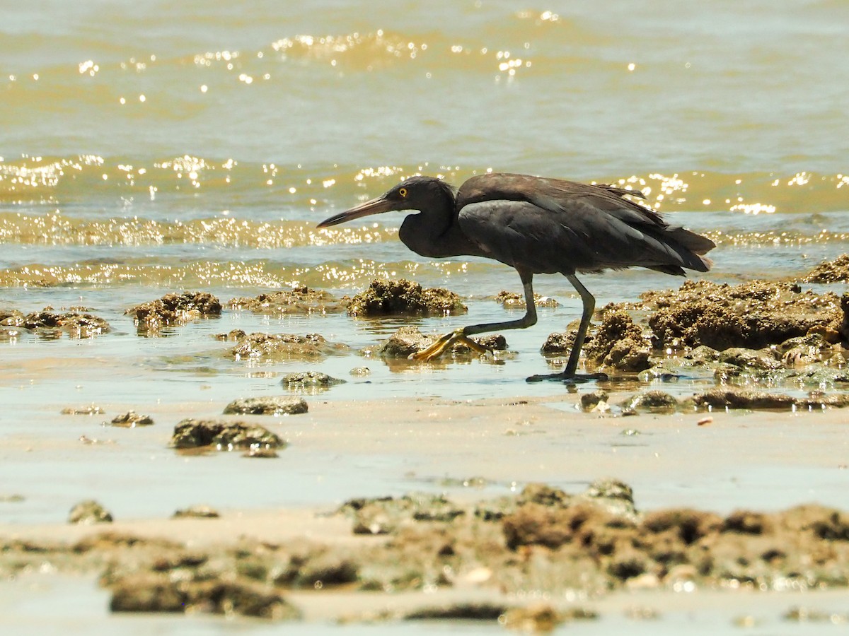 Pacific Reef-Heron - ML594163961