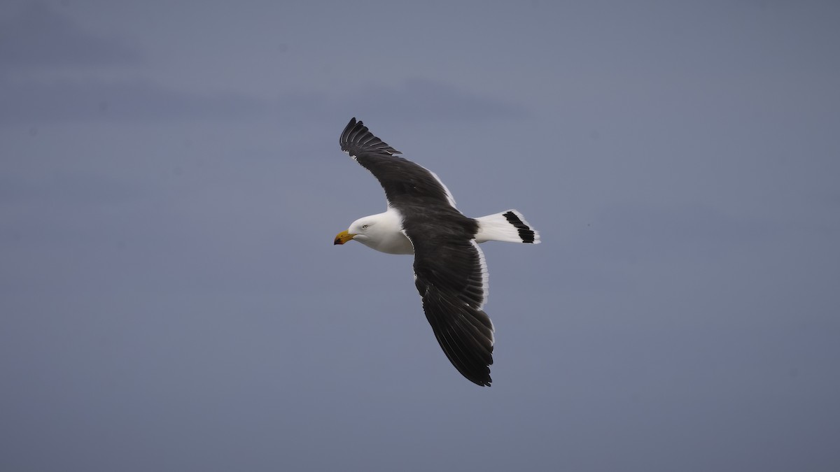 Pacific Gull - ML594164091