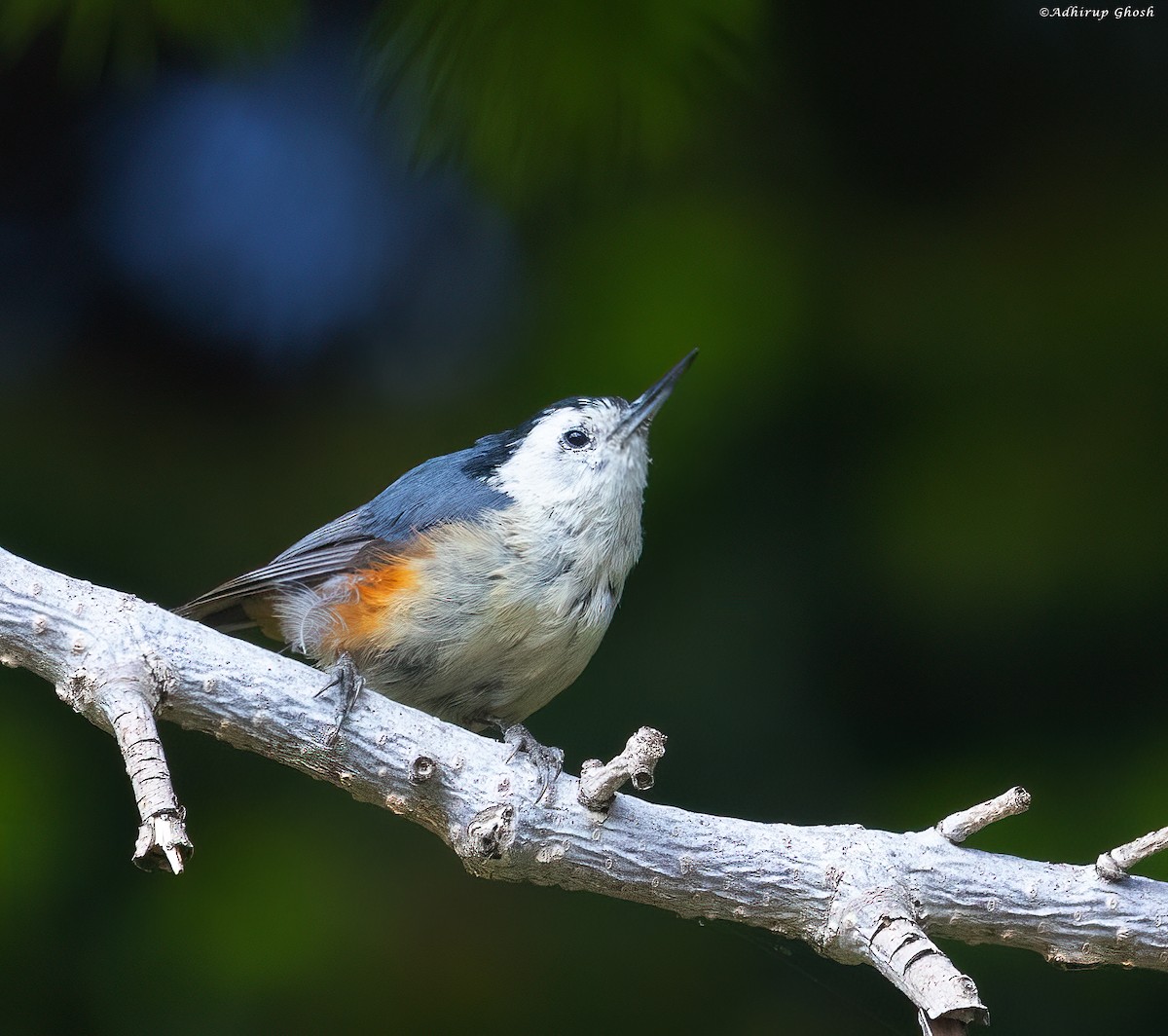 White-cheeked Nuthatch - ML594164261