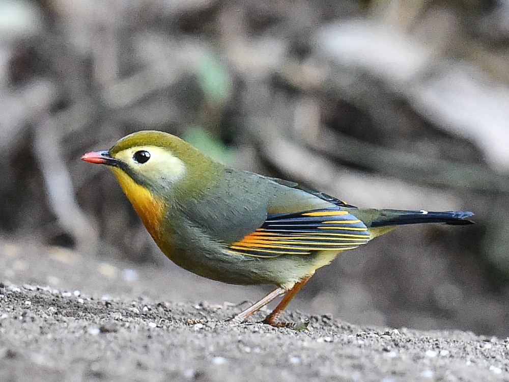 Red-billed Leiothrix - ML594164731