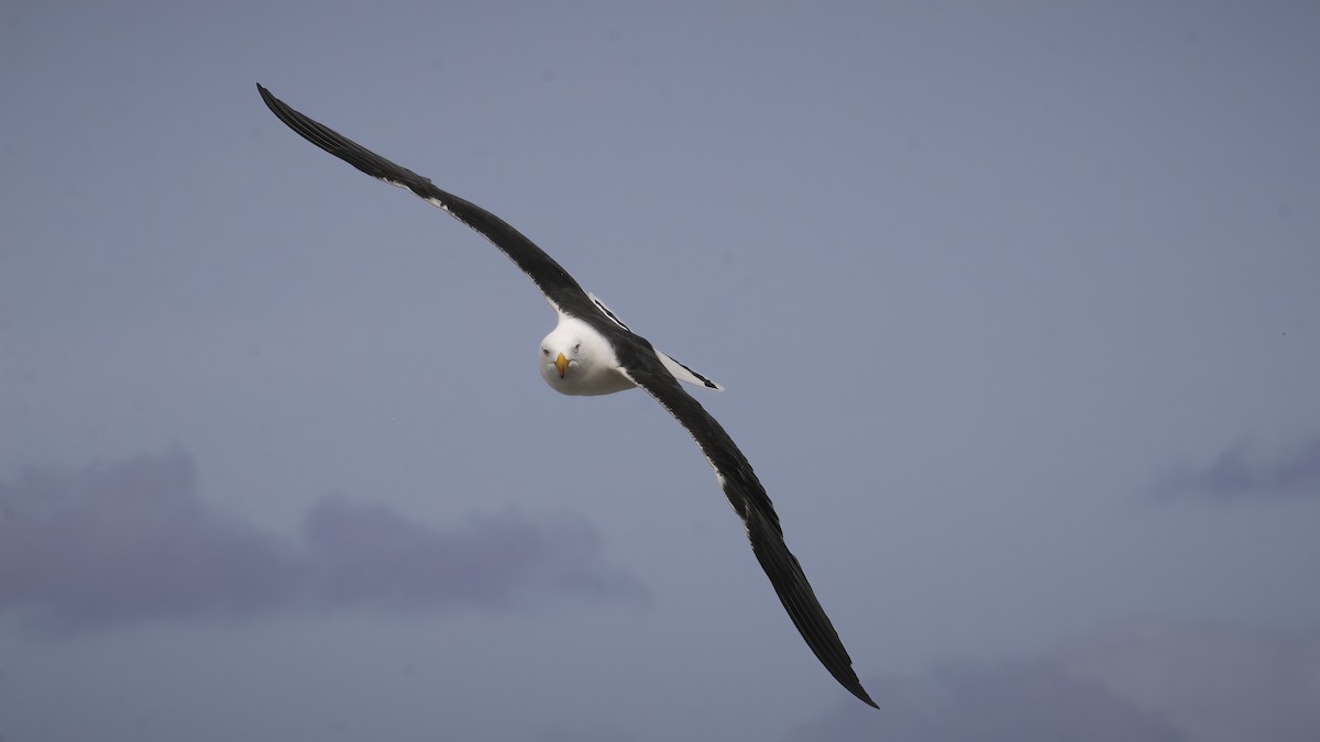 Gaviota de Tasmania - ML594164891