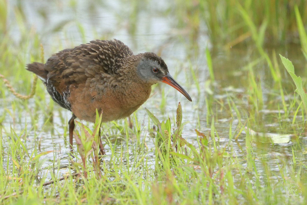 Virginia Rail - Serge Morneau