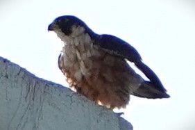 Peregrine Falcon (Shaheen) - ML594165101