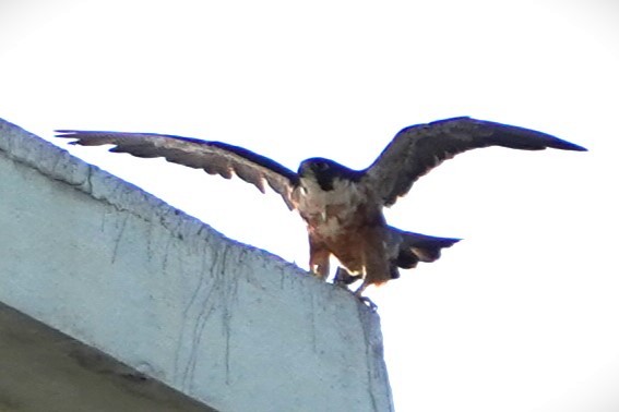 Peregrine Falcon (Shaheen) - ML594165131