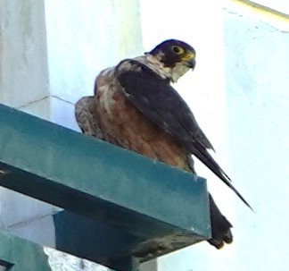 Peregrine Falcon (Shaheen) - ML594165191
