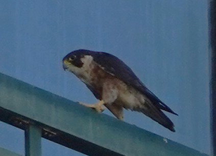 Peregrine Falcon (Shaheen) - ML594165221