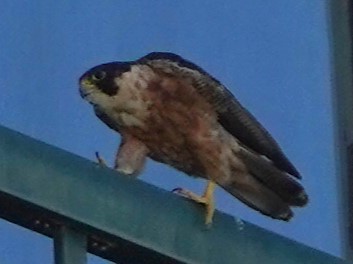 Peregrine Falcon (Shaheen) - ML594165231