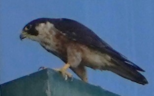 Peregrine Falcon (Shaheen) - ML594165241