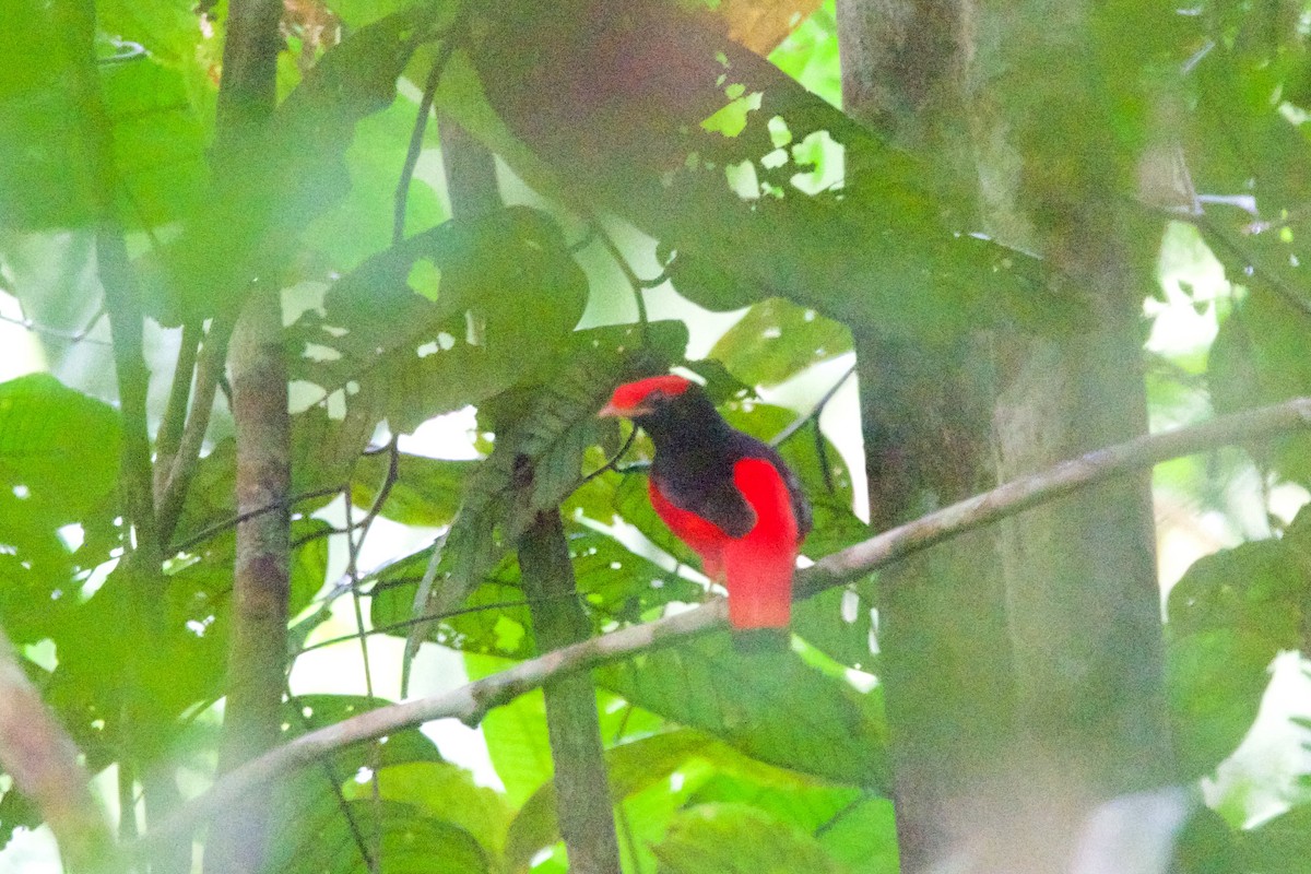 Black-necked Red-Cotinga - ML594166641