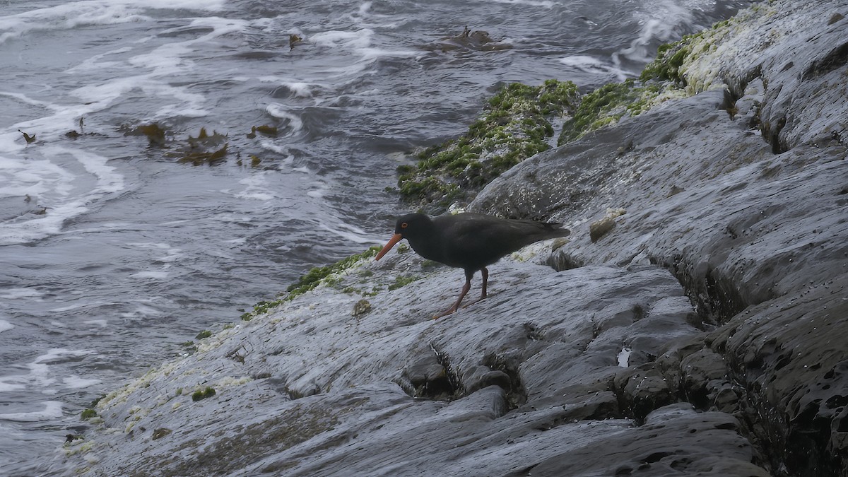 Sooty Oystercatcher - ML594167541