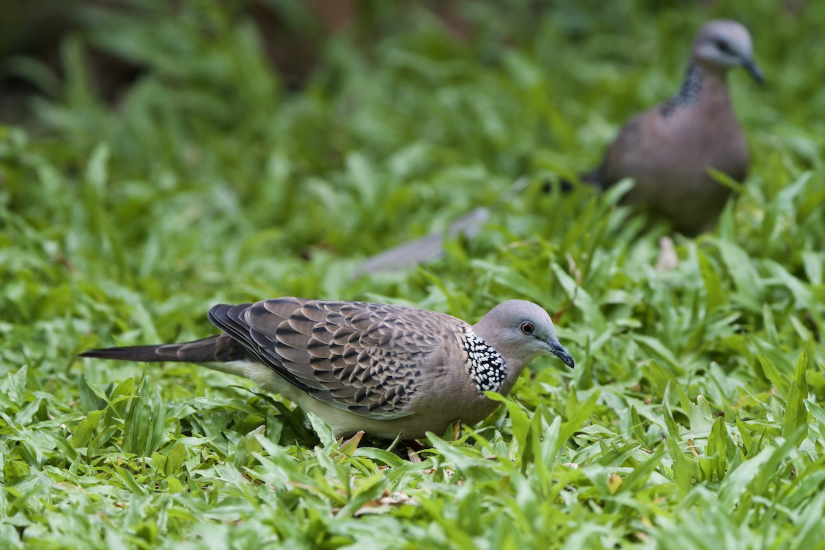 Spotted Dove (Eastern) - Sam Hambly