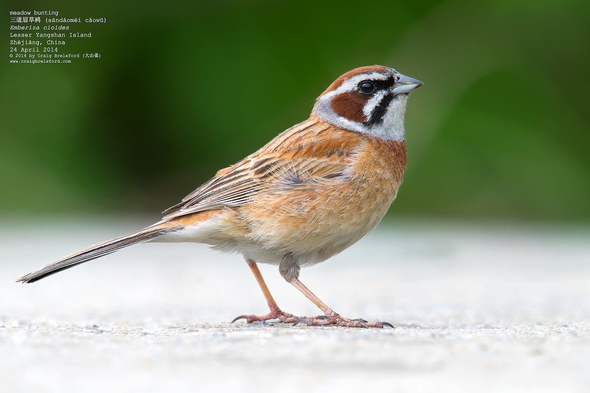 Meadow Bunting - Craig Brelsford