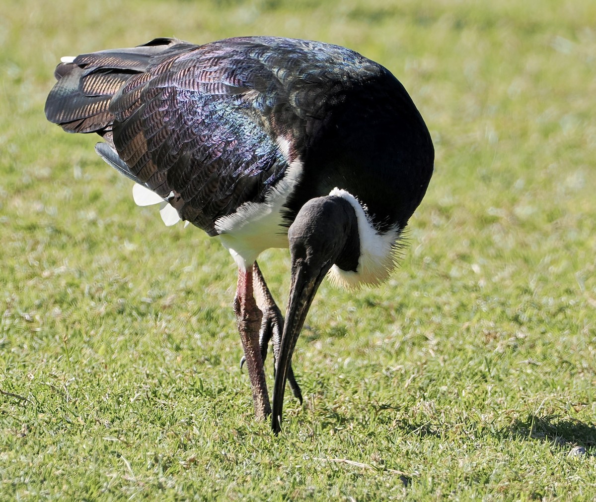 Straw-necked Ibis - ML594169311