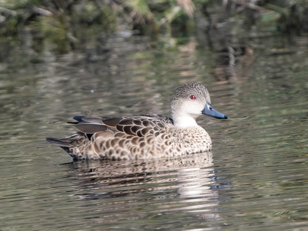 Gray Teal - Michael Sanders