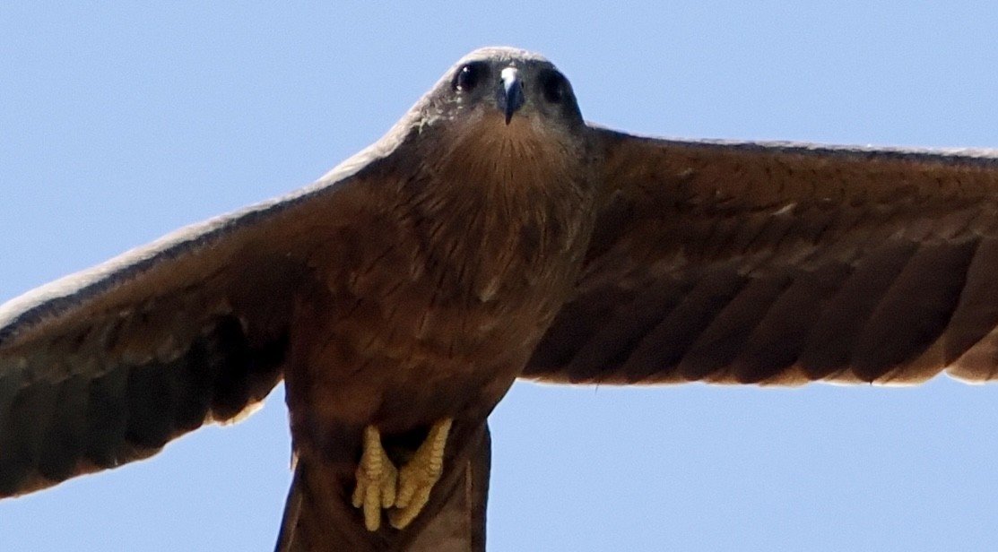 Black Kite - ML594169481