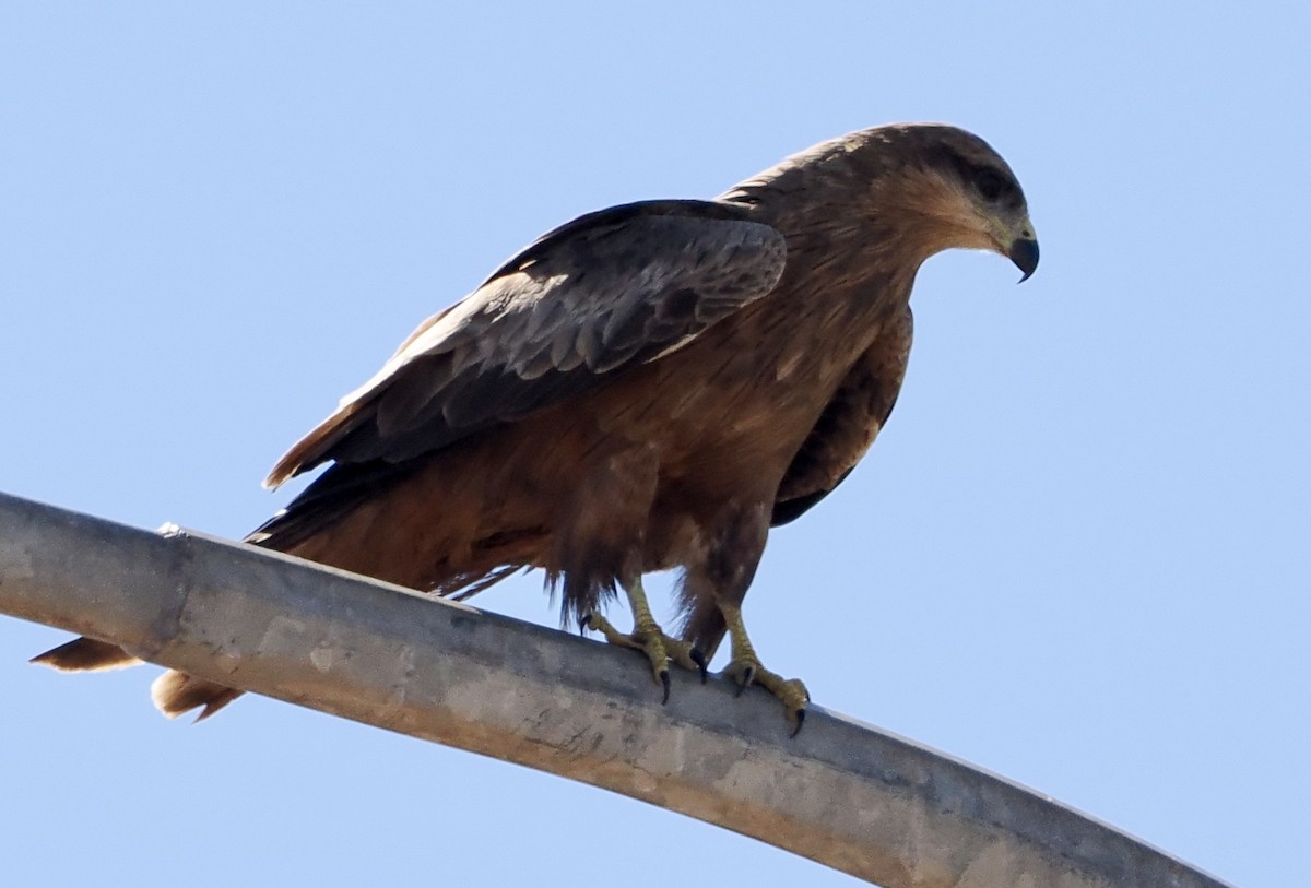 Black Kite - Cheryl Cooper