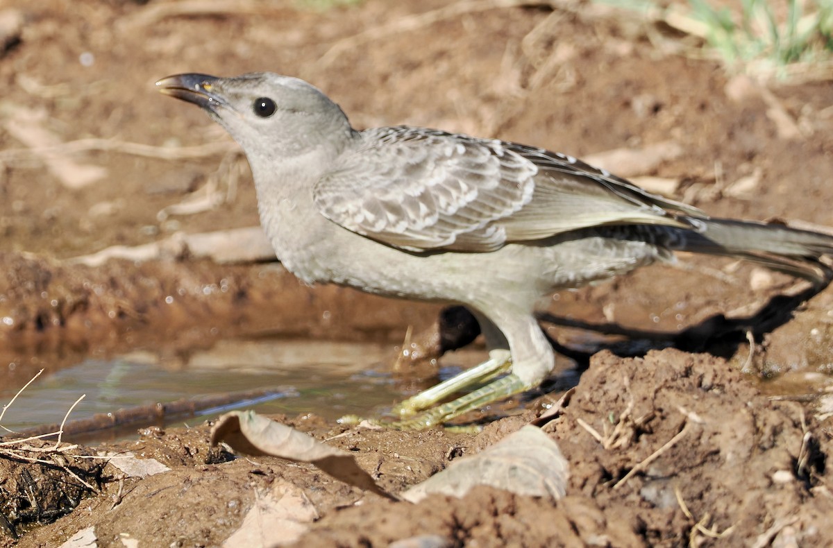 Great Bowerbird - ML594169531