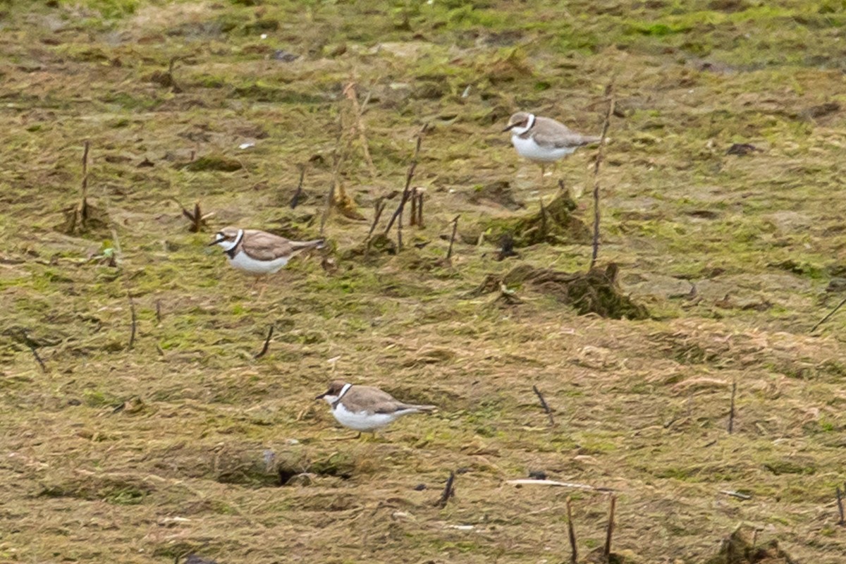 Little Ringed Plover - John Hurrell