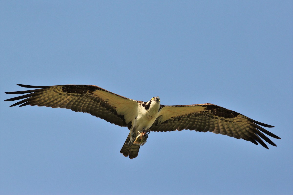 Osprey - Matt Hoberg