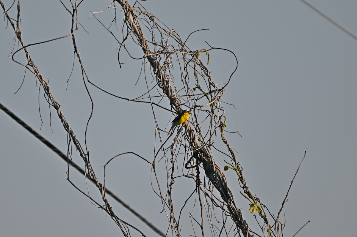 Yellow-breasted Chat - ML594171101