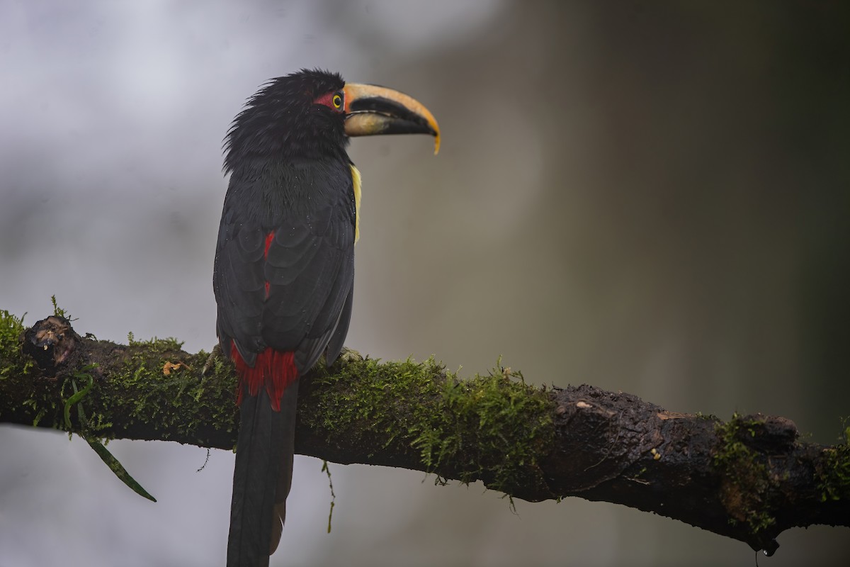 Collared Aracari - ML594172051