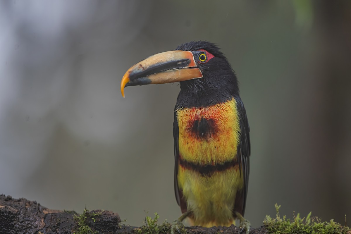 Collared Aracari - Ngoc Sam Thuong Dang