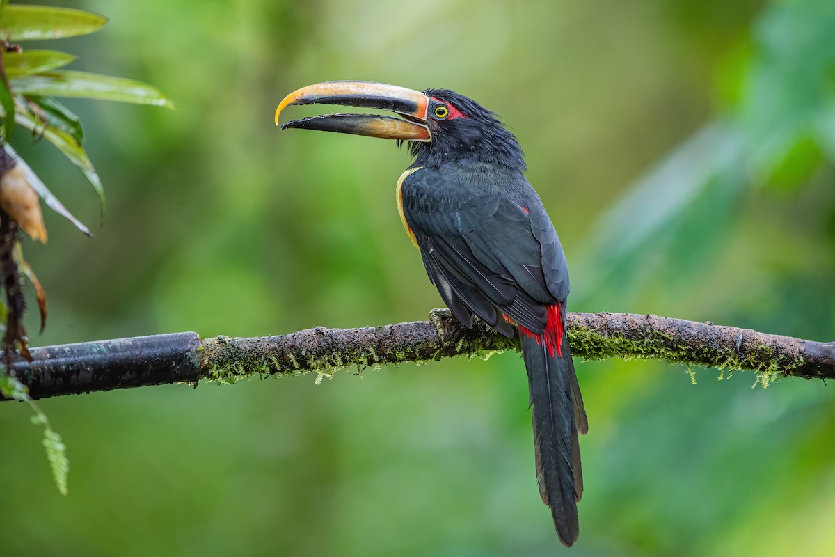 Collared Aracari - ML594172401