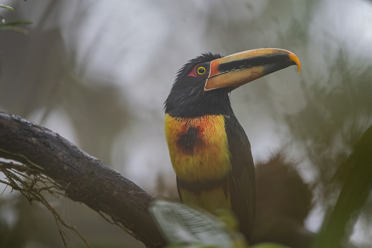 Collared Aracari - Ngoc Sam Thuong Dang