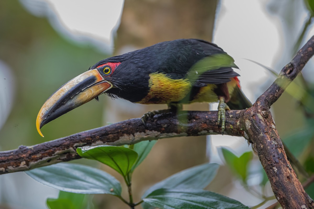 Collared Aracari - Ngoc Sam Thuong Dang